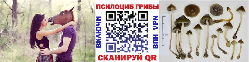 Галлюциногенные грибы мицелий Ипатово